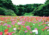 横須賀 くりはま 花の国