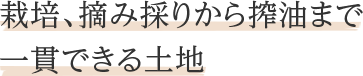 栽培、摘み採りから搾油まで一貫できる土地