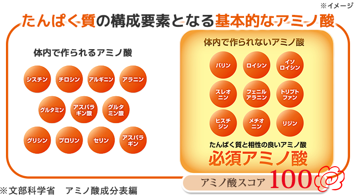 タンパク質の構成要素となる基本的なアミノ酸