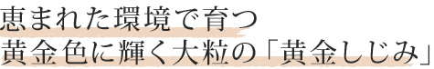 環境に恵まれた河川の上流域で育つ黄金色に輝く大粒の「黄金しじみ」