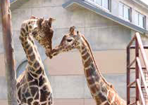 大牟田市動物園