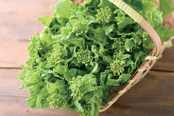 「如月の食養生」菜花