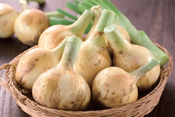 「卯月の食養生」新玉ねぎ